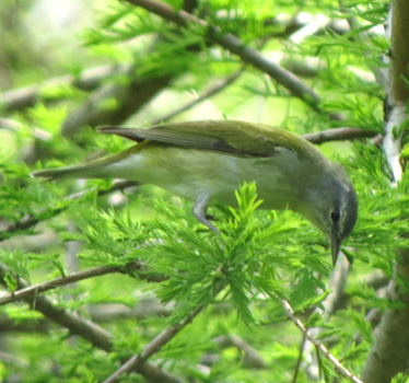 Tennessee Warbler Magee Marsh 5_15_2015